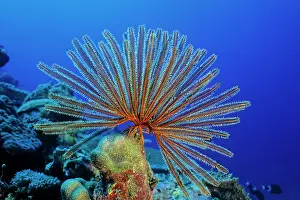Crinoids: Crinoid or feather star with opened arms to filter food, Wal