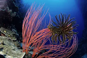 Crinoids: Crinoid or feather star on red sea whips, Ellisella sp. W
