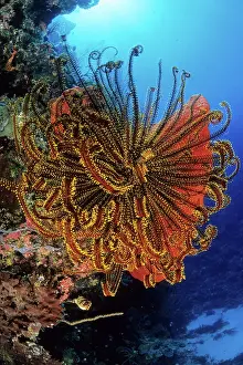 Echinoderms: Crinoid or feather star, Walindi, West New Britain, Papua Ne