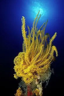 Echinoderms: Crinoid or feather star, Walindi, West New Britain, Papua Ne