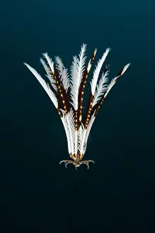 Crinoids: Crinoid - floating in water - Segara dive site