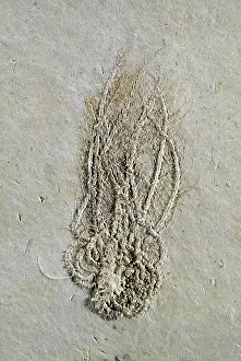 Paleozoology: Crinoid Fossil