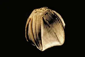 Echinoderms: Crinoid fossil