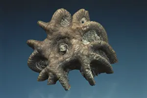 Splendens: Crinoid Fossil