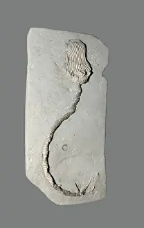 Primitive: Crinoid fossil