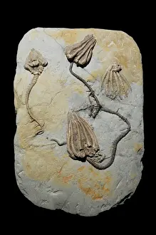 Primitive: Crinoid fossil
