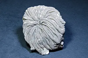 Featherstar: Crinoid Fossil