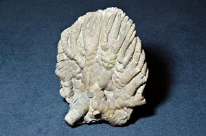 Featherstar: Crinoid Fossil