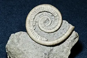 Spiral: Crinoid Fossil