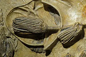 Crinoid: Crinoid Fossil