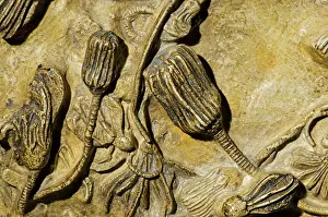 Crinoid: Crinoid Fossil