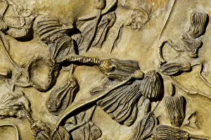 Crinoid: Crinoid Fossil