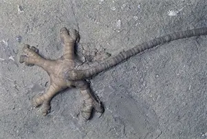 Fossilized: Crinoid Fossil