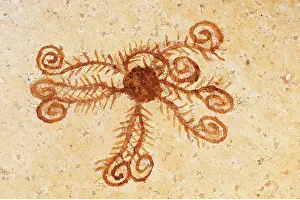 Spirals: CRINOID FOSSIL