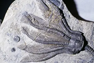 Crinoids: Crinoid Fossil - Sea Lilies Triassic period 240 m.y.a