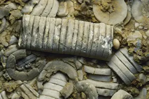 Pieces: Crinoid Fossil Stems