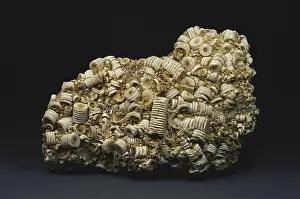Pieces: Crinoid Fossil Stems