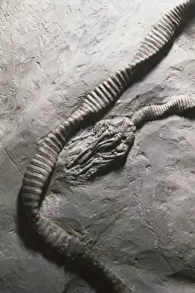 Stalked: Crinoid Fossils