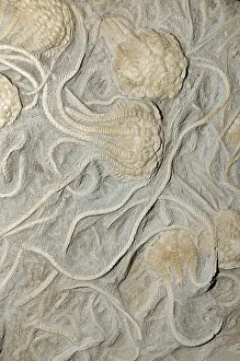 Echinoderms: Crinoid fossils