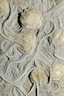 Echinoderms: Crinoid fossils