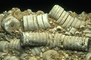 Pieces: Crinoid Fossils