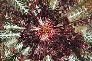 Arms: Crinoid open feeding arms on night dive Wainilu