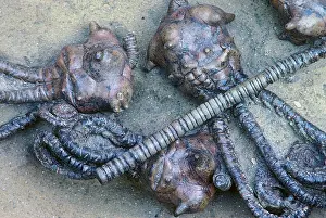 Permian: Crinoid - Permian