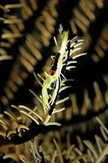 Crinoid: Crinoid Shrimp