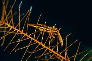 Straits: Crinoid Shrimp