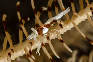 161018: Crinoid Shrimp - on crinoid - Night dive, Scuba