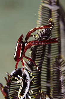 Timor: Crinoid Squat Lobster - on Crinoid (Crinoidea Class)