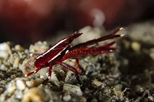 Timor: Crinoid Squat Lobster - on sand - Tasi Tolu dive