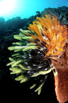 Sponge: Crinoids on Barrel Sponge