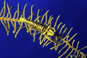 Crinoids: Crinoid's commensal shrimp, Periclimenes amboinensis, Walind