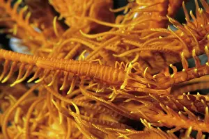 Crinoids: Crinoid's commensal shrimp, Periclimenes amboinensis, Walind