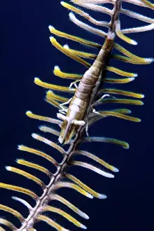 Crinoids: Crinoid's commensal shrimp, Periclimenes amboinensis, Walind