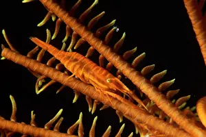 Crinoids: Crinoid's commensal shrimp, Periclimenes amboinensis, Walind