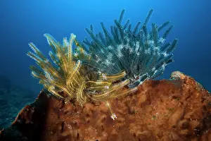 Isola: Crinoids Oxycomanthus bennetti on a sponge Deep Turbo dive s