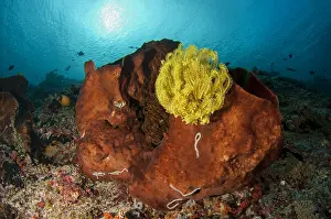 Crinoids: Crinoids - with Sea Cucumber (Synaptula sp.)