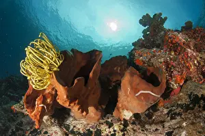 Crinoids: Crinoids - with Sea Cucumber (Synaptula sp.)