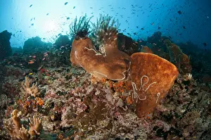 Cucumber: Crinoids - with Sea Cucumber (Synaptula sp.)