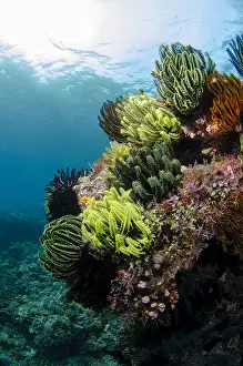 Crinoids: Crinoids - with sun in background - The Cove dive