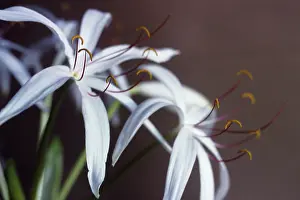 Crinum: Crinum lily