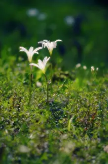 Crinum: Crinumlily