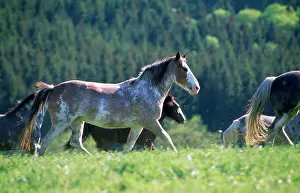 Hans D Dossenbach: CRIOLLO HORSE