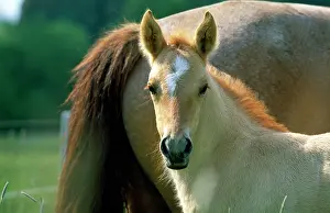 Hans D Dossenbach: Criollo Horse - foal and mare