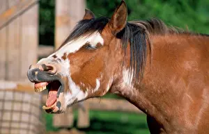 Neighing: Criollo Horse - showing teeth