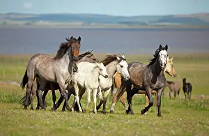 Pampa: Criollo horses trot through the Pampa, behind the