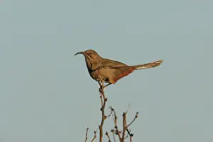Toxostoma: Crissal Thrasher