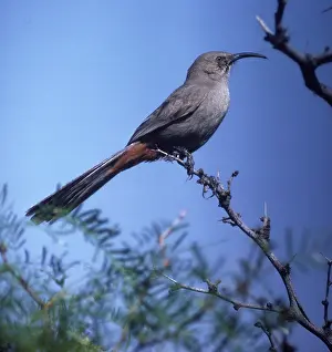 Toxostoma: Crissal Thrasher